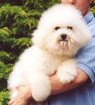 Bichon &agrave; Poil Fris&eacute; - Bichon Fris&eacute;