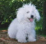 Bichon &agrave; Poil Fris&eacute; - Bichon Fris&eacute;