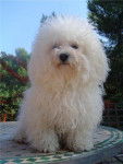 BICHON FRISE VICKIE DE L'ENCLOS DU VIEUX CHATEAU - Bichon Frisé