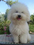 BICHON FRISE VALENTINO de l'ENCLOS DU VIEUX CHATEAU - Bichon Frisé