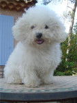 BICHON FRISE CHIPIE de l'ENCLOS DU VIEUX CHATEAU - Bichon Frisé