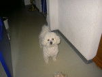 bichon frisé:milou - Bichon Frisé