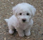 bichon fris&eacute; - SNOOPY - Bichon Fris&eacute;
