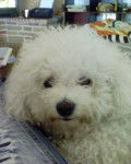 bichon frise - Bichon Fris&eacute;