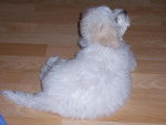 Bichon frisé (Non Lof)- GAÏA - Bichon Frisé