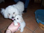 Bichon frisé (Non Lof)- GAÏA - Bichon Frisé