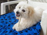 Bichon frisé (Non Lof)- GAÏA - Bichon Frisé