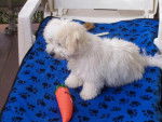 Bichon frisé (Non Lof)- GAÏA - Bichon Frisé