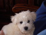 ginna bichon frisé - Bichon Frisé