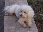 Type bichon frisé - GAÏA - Bichon Frisé