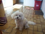 Type bichon frisé - GAÏA - Bichon Frisé