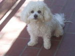 Type bichon frisé - GAÏA - Bichon Frisé