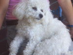 Type bichon frisé - GAÏA - Bichon Frisé