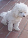 Type bichon fris&eacute; - GA&Iuml;A - Bichon Fris&eacute;