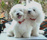 Th&eacute;o le Papa 6 ans et Deauty son fils de 5 mois - Bichon Fris&eacute; (5 mois)