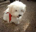 Deauty - Bichon Fris&eacute;