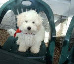 Deauty - Bichon Fris&eacute;