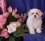 Doucette des Poupons Fris&eacute;s - Bichon Fris&eacute;