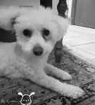 Tistou - Bichon Fris&eacute; M&acirc;le (1 an)