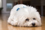 Un Bichon Frisé tout mignon allongé sur le parquet