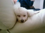 Pirouette - Bichon Fris&eacute; (15 ans)