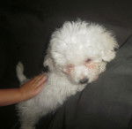 galia - Bichon Fris&eacute; (2 mois)