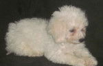 galia - Bichon Fris&eacute; (2 mois)