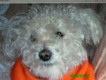 Iouchka - Bichon Frisé (14 ans)