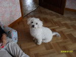 &eacute;toile - Bichon Fris&eacute; (2 ans)