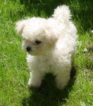 bichon - Bichon Fris&eacute; M&acirc;le (4 ans)