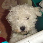 Jake - Bichon Fris&eacute; M&acirc;le (3 ans)