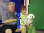 showmanship shiloh - Bichon Fris&eacute; (7 ans)