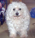 Nenette - Bichon Fris&eacute; (15 ans)