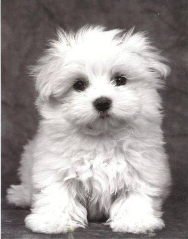 boule - Bichon Frisé (10 ans)