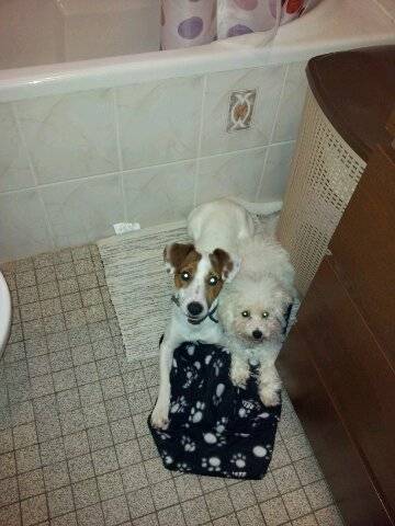 Gaffy, le Jack russel et Gus, le Bichon frisé - Bichon Frisé