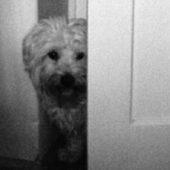 Buddy - Bichon Frisé Mâle (4 ans)