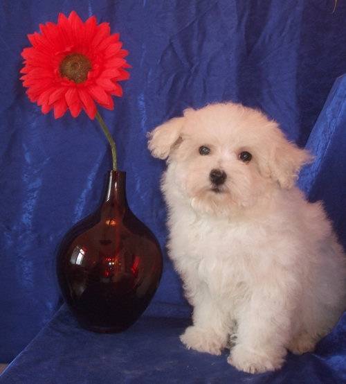 Duchesse des Poupons Frisés, chiot bichon frisé - Bichon Frisé