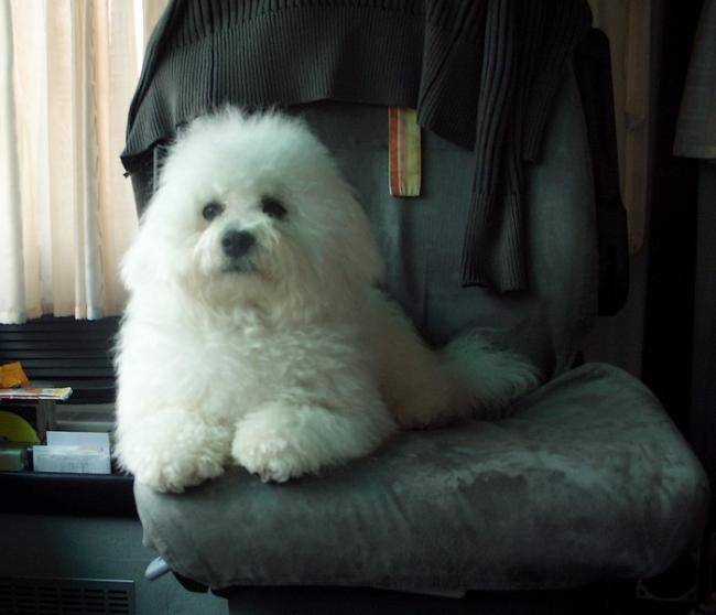 Frisson du Clos des 3 Rivières, Bichon frisé - Bichon Frisé