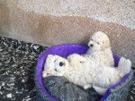 luna-iron - Bichon Frisé