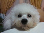 Lady - Bichon Frisé Femelle (2 ans)