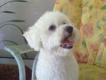 dipsy - Bichon Frisé Femelle (3 ans)