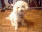Latte' - Bichon Frisé Femelle (15 ans)