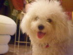 gipsy - Bichon Frisé Mâle (5 ans)