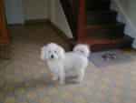 bichon frisé filou - Bichon Frisé
