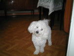 bichon frisé filou - Bichon Frisé