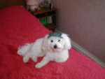 bichon frisé filou - Bichon Frisé