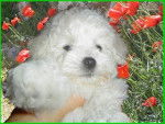 BICHON FRISES VALENTINO de l' ENCLOS DU VIEUX CHATEAU - Bichon Frisé