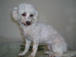 bichon frisé SOA - Bichon Frisé