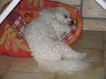 Bichon frisé Fripouille - Bichon Frisé