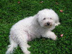 bichon frisé roxanne - Bichon Frisé